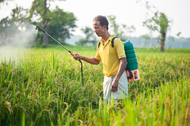 Farmer spraying pesticide in a rice field for crop protection